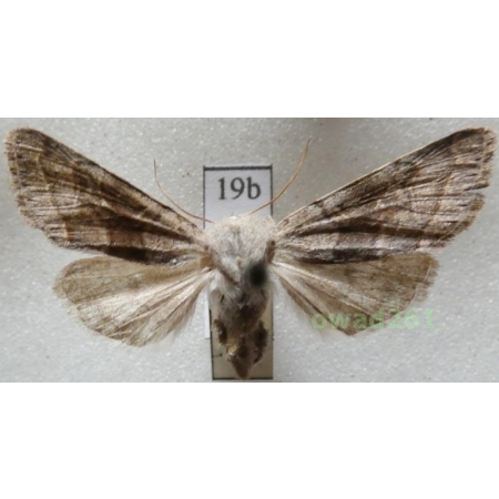 Orthosia opima (Hübner, 1809) Slovakia19b